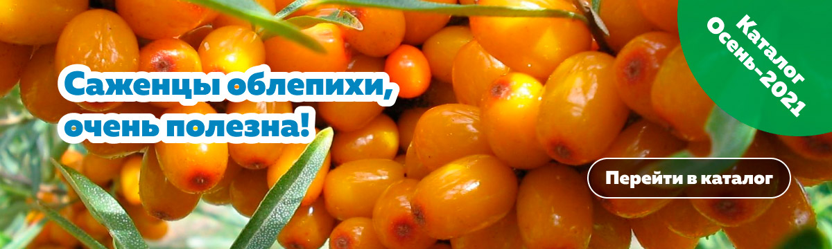 омский садовод питомник зеленое поле каталог. Смотреть фото омский садовод питомник зеленое поле каталог. Смотреть картинку омский садовод питомник зеленое поле каталог. Картинка про омский садовод питомник зеленое поле каталог. Фото омский садовод питомник зеленое поле каталог
