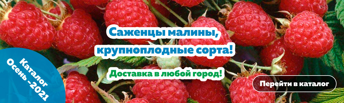 омский садовод питомник зеленое поле каталог. Смотреть фото омский садовод питомник зеленое поле каталог. Смотреть картинку омский садовод питомник зеленое поле каталог. Картинка про омский садовод питомник зеленое поле каталог. Фото омский садовод питомник зеленое поле каталог