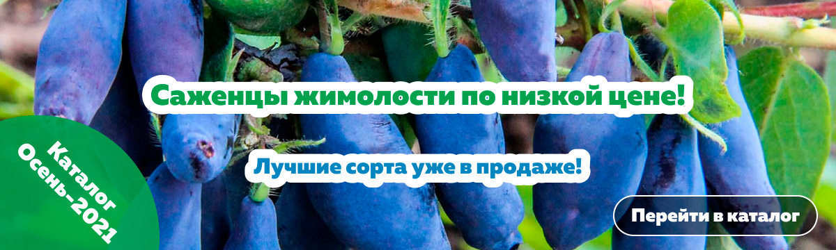омский садовод питомник зеленое поле каталог. Смотреть фото омский садовод питомник зеленое поле каталог. Смотреть картинку омский садовод питомник зеленое поле каталог. Картинка про омский садовод питомник зеленое поле каталог. Фото омский садовод питомник зеленое поле каталог
