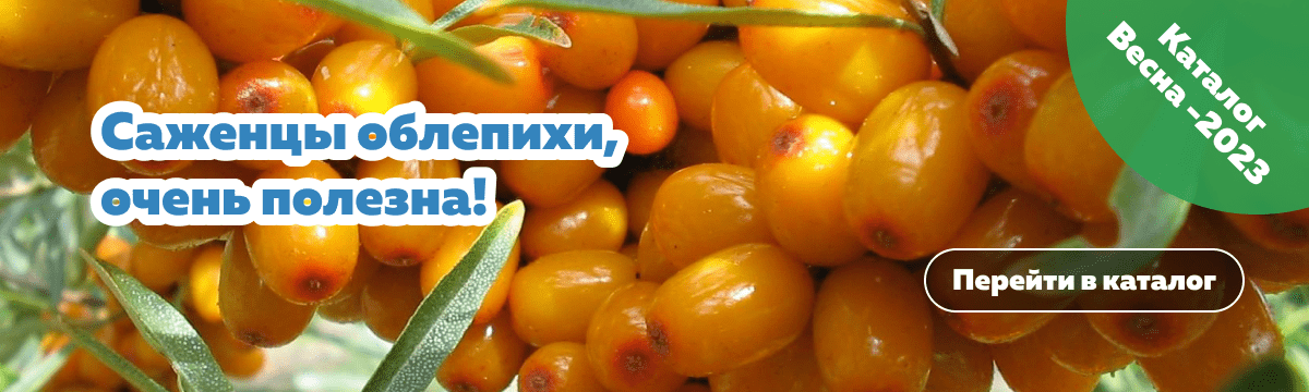 Облепиха весна 2023