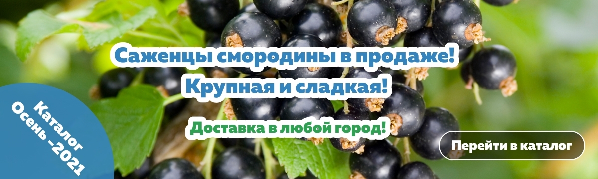 омский садовод питомник зеленое поле каталог. Смотреть фото омский садовод питомник зеленое поле каталог. Смотреть картинку омский садовод питомник зеленое поле каталог. Картинка про омский садовод питомник зеленое поле каталог. Фото омский садовод питомник зеленое поле каталог