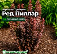 Питомник Омский Садовод