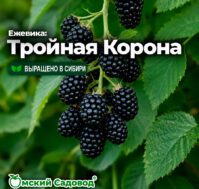 Ежевика: Тройная Корона Питомник Омский Садовод