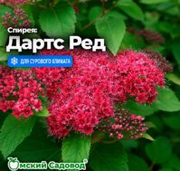 Питомник Омский Садовод