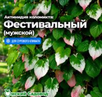 Актинидия коломикта: Фестивальный (мужской) Питомник Омский Садовод