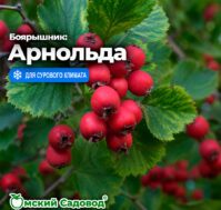 Питомник Омский Садовод