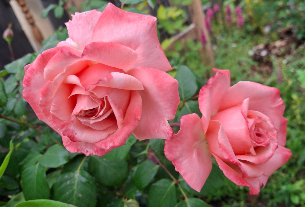 Роза шраб: Лоран Каброль Питомник Омский Садовод