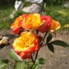 Питомник Омский Садовод