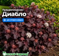 Питомник Омский Садовод