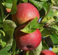 Питомник Омский Садовод