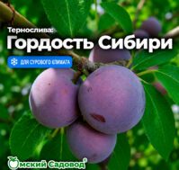 Питомник Омский Садовод