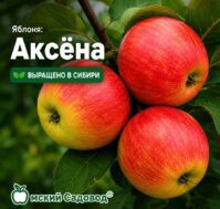 Питомник Омский Садовод