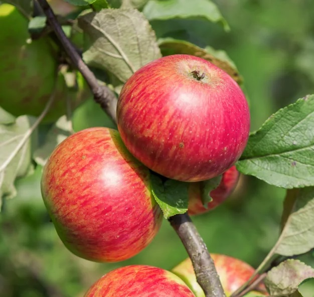 Как почистить яблони перед побелкой