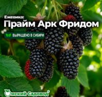 Питомник Омский Садовод