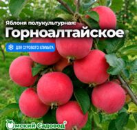 Питомник Омский Садовод