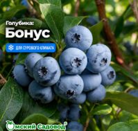 Питомник Омский Садовод