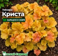 Гейхера: Криста Питомник Омский Садовод