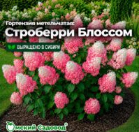 Питомник Омский Садовод