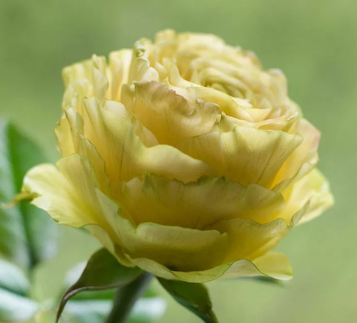 Роза Лимонад: характеристика сорта, описание и фото. Отзывы садоводов