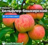 Питомник Омский Садовод