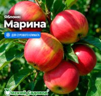 Питомник Омский Садовод