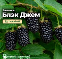 Питомник Омский Садовод