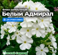 Флокс метельчатый: Белый Адмирал Питомник Омский Садовод
