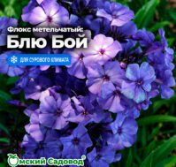 Флокс метельчатый: Блю Бой Питомник Омский Садовод