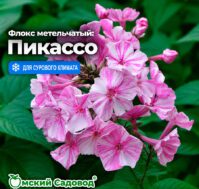 Флокс метельчатый: Пикассо Питомник Омский Садовод