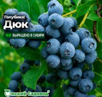 Питомник Омский Садовод