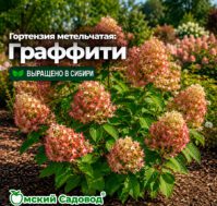 Питомник Омский Садовод