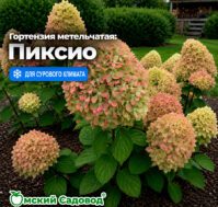 Питомник Омский Садовод