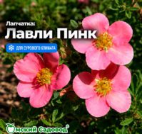 Питомник Омский Садовод