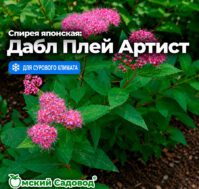 Спирея японская: Дабл Плей Артист Питомник Омский Садовод