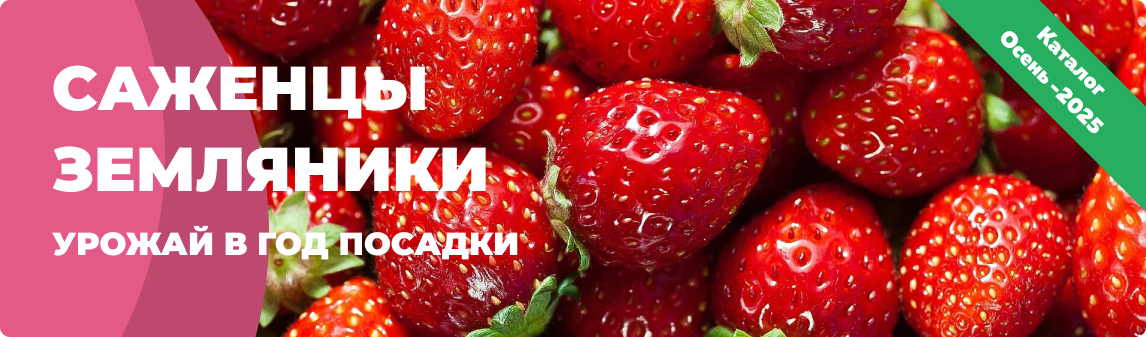 земляника весна 2025