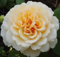 Питомник Омский Садовод