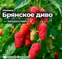 Питомник Омский Садовод