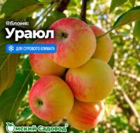 Питомник Омский Садовод