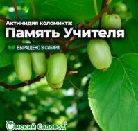 Актинидия коломикта: Память Учителя Питомник Омский Садовод
