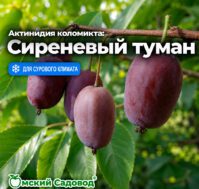 Актинидия коломикта: Сиреневый туман Питомник Омский Садовод