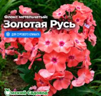 Флокс метельчатый: Золотая Русь Питомник Омский Садовод