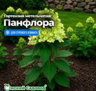 Питомник Омский Садовод
