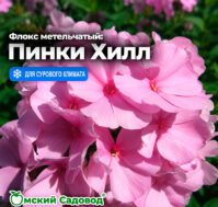 Флокс метельчатый: Пинки Хилл Питомник Омский Садовод