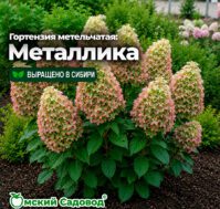 Питомник Омский Садовод