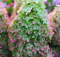 Питомник Омский Садовод