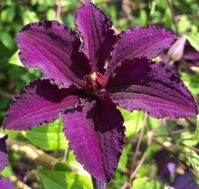 Питомник Омский Садовод