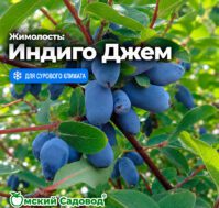 Питомник Омский Садовод