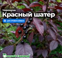 Питомник Омский Садовод
