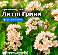 Питомник Омский Садовод