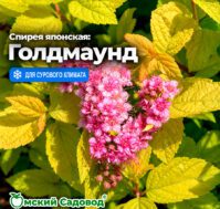 Спирея японская: Голдмаунд Питомник Омский Садовод